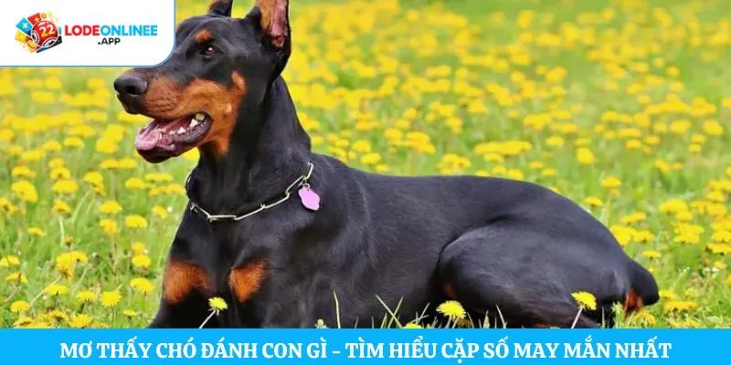 Mơ thấy chó đánh con gì