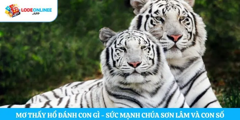Mơ thấy hổ đánh con gì