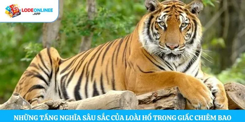 Những tầng nghĩa sâu sắc của loài hổ trong giấc chiêm bao